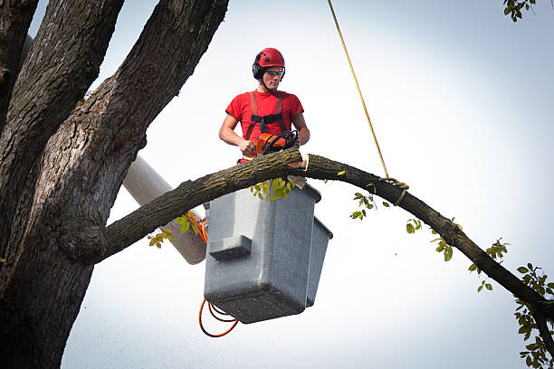 Best Tree Root Removal  in Hampton, SC